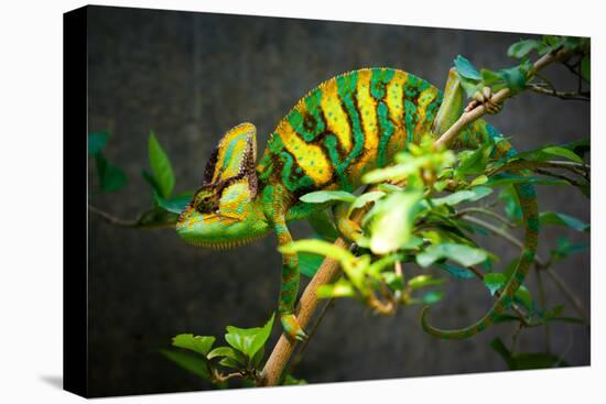 Veiled Chameleon-Gaschwald-Premier Image Canvas