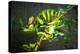 Veiled Chameleon-Gaschwald-Premier Image Canvas