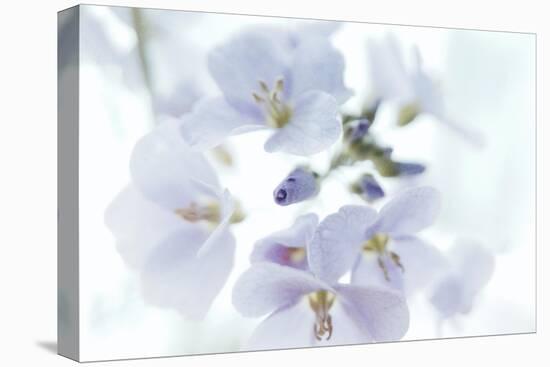 Veiled In Lilac-Jacob Berghoef-Premier Image Canvas