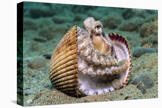 Veined octopus between clam shell halves. Ambon, Maluku Archipelago, Indonesia-Alex Mustard-Premier Image Canvas