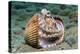 Veined octopus between clam shell halves. Ambon, Maluku Archipelago, Indonesia-Alex Mustard-Premier Image Canvas