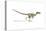 Velociraptor Dinosaur on White Background-null-Stretched Canvas