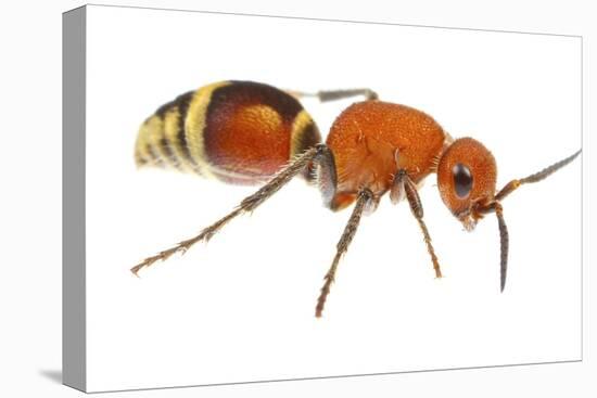 Velvet Ant (Dasymutilla Quadriguttata) Oxford, Mississippi, USA. Meetyourneighbours. Net Project-Jp Lawrence-Premier Image Canvas