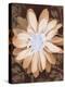 Velvet Daisy 1-Matina Theodosiou-Stretched Canvas