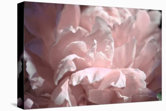 Velvet Peony II-Michelle Calkins-Stretched Canvas