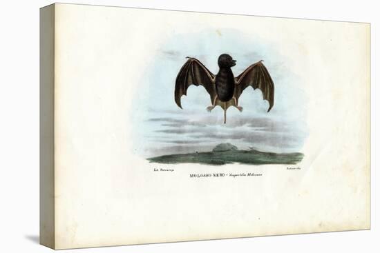 Velvety Free-Tailed Bat, 1863-79-Raimundo Petraroja-Premier Image Canvas