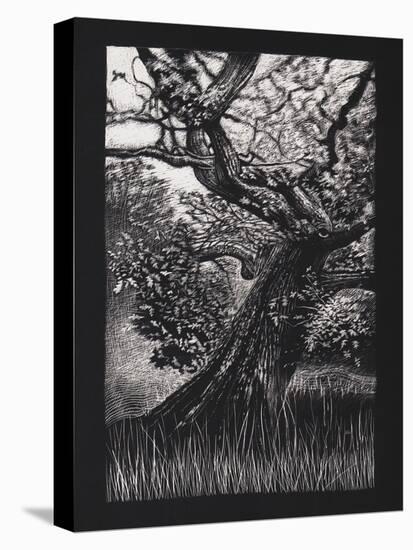 Venerable Oak, 2023, (Etching)-Helen White-Premier Image Canvas