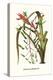 Venezuelan Bromeliad-Louis Van Houtte-Stretched Canvas