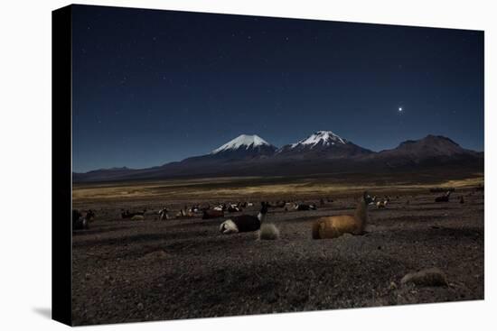 Venus Glows in the Night Sky as Llamas Settle Down to Sleep-Alex Saberi-Premier Image Canvas