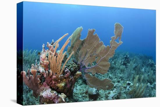 Venus Sea Fan, Hol Chan Marine Reserve, Coral Reef Island, Belize Barrier Reef. Belize-Pete Oxford-Premier Image Canvas