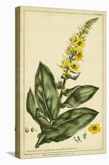 Verbascum, Pl. CCLXXIII-Phillip Miller-Stretched Canvas