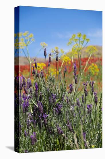 Verbena, Coreopsis, Atlantic Poppy, Lavender, Statice, Mountain Bluet and Cornflower-Emily Wilson-Premier Image Canvas