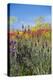 Verbena, Coreopsis, Atlantic Poppy, Lavender, Statice, Mountain Bluet and Cornflower-Emily Wilson-Premier Image Canvas