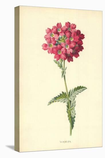 Verbena-Frederick Edward Hulme-Premier Image Canvas