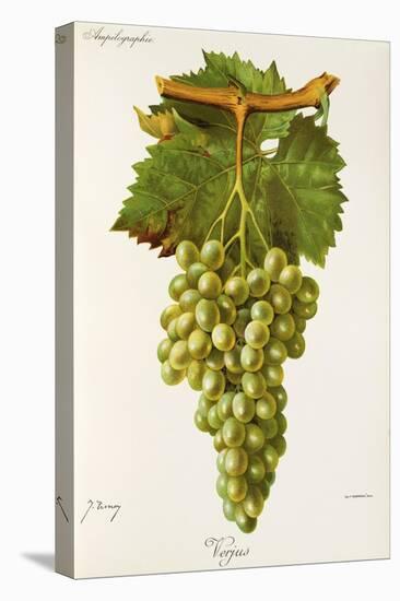 Verjus Grape-J. Troncy-Premier Image Canvas