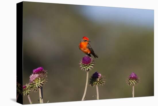 Vermilion Flycatcher (Pyrocephalus Rubinus) Male Perched-Larry Ditto-Premier Image Canvas