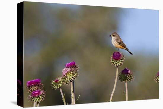 Vermilion Flycatcher (Pyrocephalus Rubinus) Male Perched-Larry Ditto-Premier Image Canvas