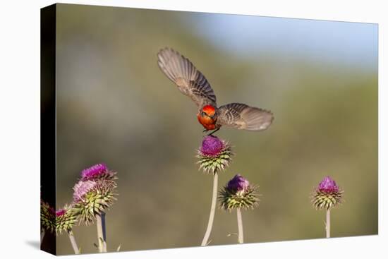 Vermilion Flycatcher (Pyrocephalus Rubinus) Male Perched-Larry Ditto-Premier Image Canvas