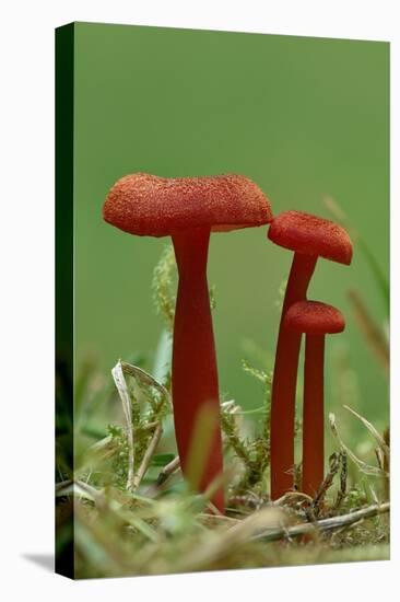 Vermilion waxcap fungi Buckinghamshire, England, UK, September-Andy Sands-Premier Image Canvas