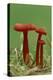 Vermilion waxcap fungi Buckinghamshire, England, UK, September-Andy Sands-Premier Image Canvas