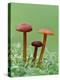 Vermillion Waxcap Group of three toadstools, England-Andy Sands-Premier Image Canvas