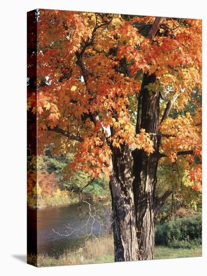 Vermont, a Sugar Maple Tree, Acer Saccharum-Christopher Talbot Frank-Premier Image Canvas