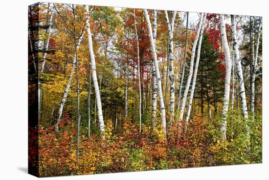 Vermont Birches-Larry Malvin-Premier Image Canvas