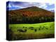 Vermont Cows-Jody Miller-Premier Image Canvas