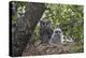 Verreaux's eagle owl (giant eagle owl) (Bubo lacteus) adult and chick on their nest, Kruger Nationa-James Hager-Premier Image Canvas