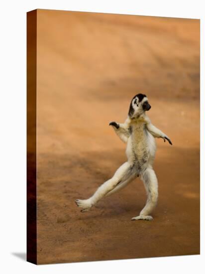 Verreaux's Sifaka 'Dancing', Berenty Private Reserve, South Madagascar-Inaki Relanzon-Premier Image Canvas