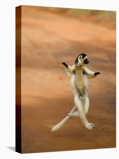 Verreaux's Sifaka 'Dancing', Berenty Private Reserve, South Madagascar-Inaki Relanzon-Premier Image Canvas