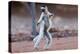 Verreaux's Sifaka (Propithecus Verreauxi) Dancing in Madagascar-hlansdown-Premier Image Canvas