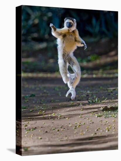 Verreaux's Sifaka (Propithecus Verreauxi) Lemur Dancing, Madagascar-null-Premier Image Canvas