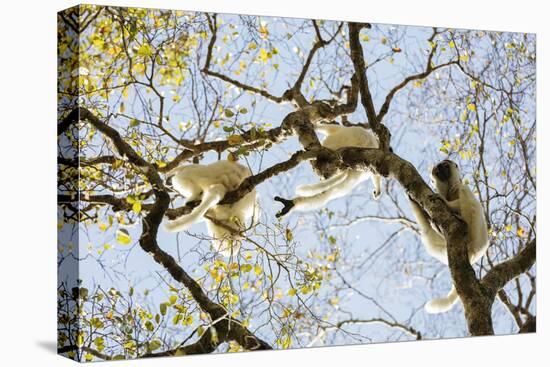 Verreaux's sifaka (Propithecus verreauxi), Zombitse-Vohibasia National Park, southern area, Madagas-Christian Kober-Premier Image Canvas