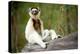 Verreaux's sifaka sitting on log in forest, Madagascar-Nick Garbutt-Premier Image Canvas