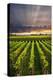 Vertical Panorama of Vineyard at Sunset in Niagara Peninsula, Ontario, Canada.-elenathewise-Premier Image Canvas