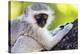 Vervet monkey , Augrabies Falls Nat'l Park, Northern Cape, South Africa, Africa-Christian Kober-Premier Image Canvas