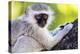 Vervet monkey , Augrabies Falls Nat'l Park, Northern Cape, South Africa, Africa-Christian Kober-Premier Image Canvas