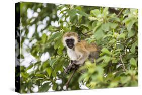 Vervet Monkey (Cercopithecus Aethiops) Sitting in A Tree, South Africa-Curioso Travel Photography-Premier Image Canvas