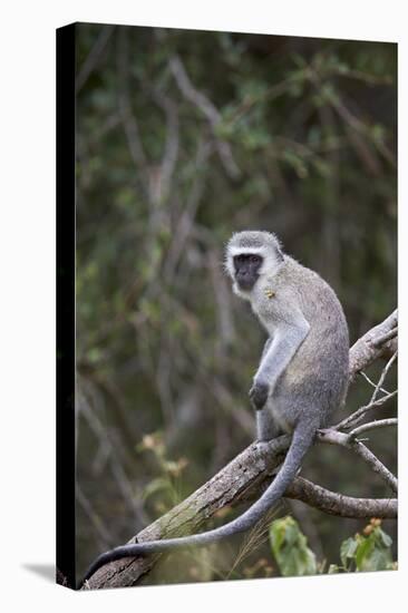 Vervet Monkey (Chlorocebus Aethiops), Kruger National Park, South Africa, Africa-James Hager-Premier Image Canvas