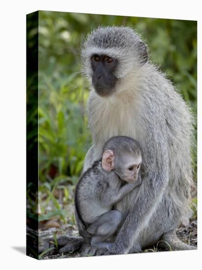 Vervet Monkey (Chlorocebus Aethiops) Mother and Infant, Kruger National Park, South Africa, Africa-null-Premier Image Canvas