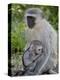 Vervet Monkey (Chlorocebus Aethiops) Mother and Infant, Kruger National Park, South Africa, Africa-null-Premier Image Canvas