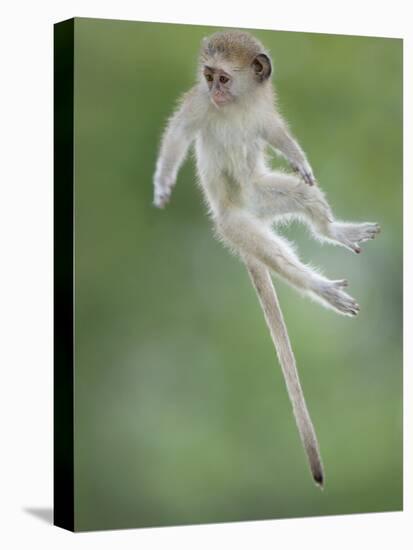 Vervet Monkey (Chlorocebus Pygerythrus) Baby Jumping Between Branches, Photographed Mid Air-Wim van den Heever-Premier Image Canvas