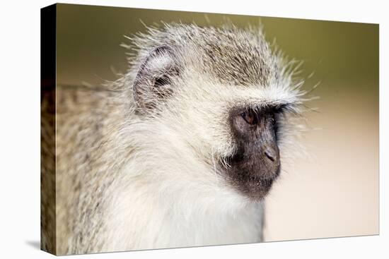 Vervet monkey (Chlorocebus pygerythrus), Kruger National Park, South Africa, Africa-Christian Kober-Premier Image Canvas