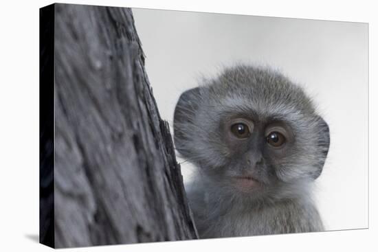 Vervet monkey (Chlorocebus pygerythrus), Moremi Game Reserve, Okavango Delta, Botswana, Africa-Sergio Pitamitz-Premier Image Canvas