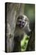 Vervet monkey (Chlorocebus pygerythrus), Uganda, Africa-Ashley Morgan-Premier Image Canvas