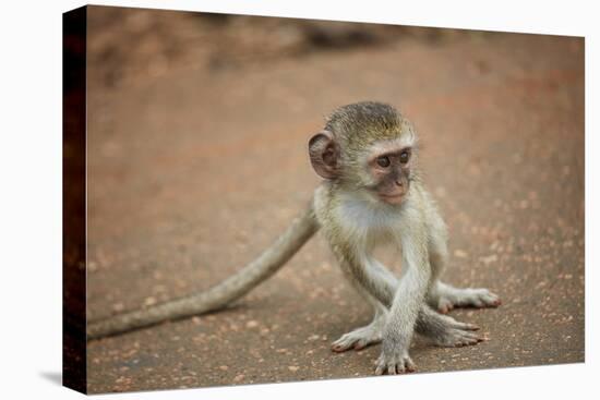 Vervet Monkey infant (Chlorocebus pygerythrus), Kruger National Park, South Africa-David Wall-Premier Image Canvas