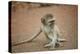 Vervet Monkey infant (Chlorocebus pygerythrus), Kruger National Park, South Africa-David Wall-Premier Image Canvas