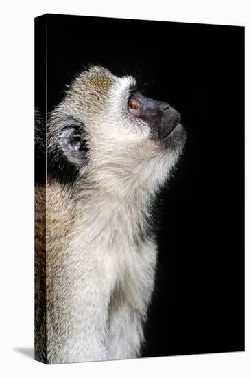 Vervet Monkey-byrdyak-Premier Image Canvas