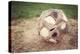 Very Old Well Used Soccer Ball-soupstock-Premier Image Canvas